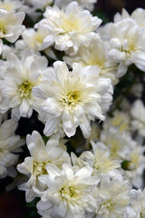 Fototapeta na wymiar Bright beautiful autumn white fragrant flowers, white chrysanthemums located in the whole bouquet tight. 