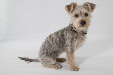 Shorkie