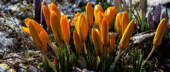  Bright yellow crocus buds. Flowering in early spring.  Primroses in the garden.