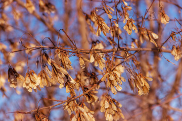 Dried clusters of winged Maple fruits hanging from  branches on a blue background. Autumn winter spring