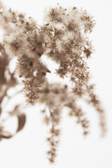 Little star shape dry flowers one branch on light background in brown vintage tone vertical macro