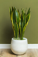 Sansevieria plant in a white ceramic pot on parquet floor against a green wall