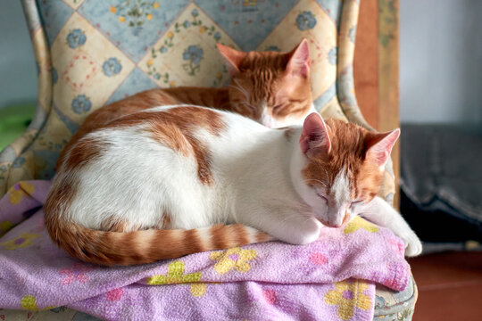A selective focus closeup of tabby cats lying on a single chair
