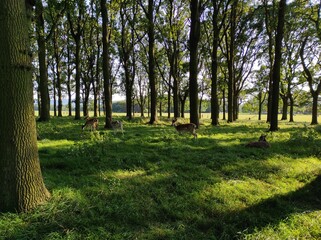 trees in the field