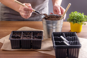 Women’s hands scoop up the earth. Container for seedlings with soil and seeds. Gardening, the spring planting at home.