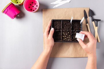 Women’s hands seeding the seeds into container with earth indoors. Hobbies, Gardening, the spring planting at home.