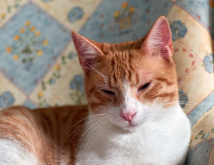 A selective focus closeup of a tabby cat lying on a single chair