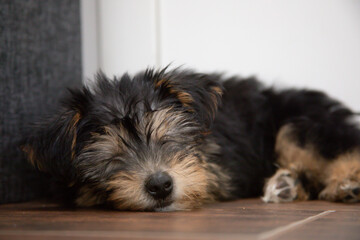 Sleeping Puppy on Floor
