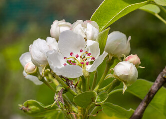 Pear tree, apple tree buds and open white flowers with pistil and stamens. Spring blooming branches in garden. Nature background in early spring.
