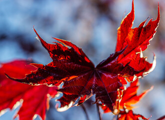 Young bright red natural  maple leaves on a blue background.  Selective focus.