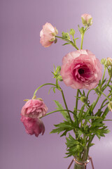 Bouquet of pink ranunculus in vase on pink background.