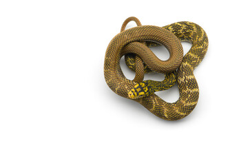 The King Rat Snake isolated on white background