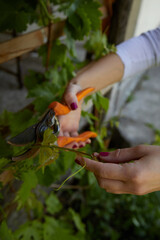 Woman grafting fruit tree. Plant care in the garden.
