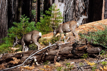 Herd of young deer