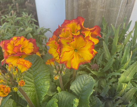 Spring Flowering Bright Orange and Yellow Flower Heads on a Polyanthus 'Showsopper Fire Dragon' Plant Displayed in a Garden Centre in Rural Devon, England, UK