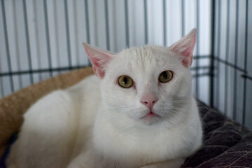 A selective focus closeup of a white cat lying inside an indoor cage