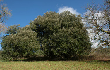 Winter Foliage of an Evergreen Holly or Holm Oak Tree (Quercus ilex) Growing in a Parkland Landscape with a Cloudy Blue Sky Background in Rural Devon, England, UK