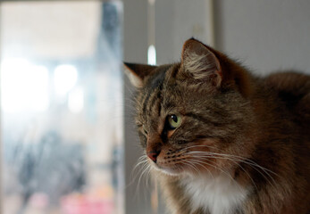 A selective focus closeup of a cat near a window