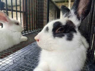 Obraz premium white rabbit