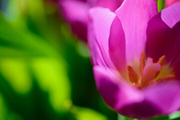 Spring summer flower aesthetic with copy space for text, logos, quotes  and messages. Pink tulips with green leaves deep passionate popular flowers