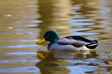 A male mallard duck swims on a lake