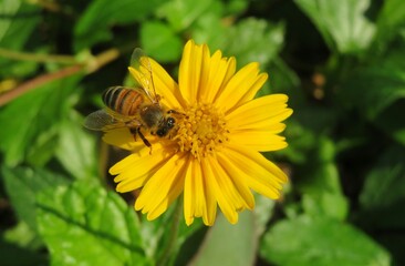 Honeybee on yellow sphagneticola flower in Florida nature, closeup