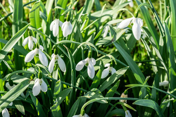 The first spring flowers bloom in the garden, selective focus. White snowdrops macro on a background of green grass. Spring sunny landscape with forest flowers.