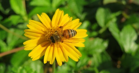 Honeybee on yellow flower in Florida nature, closeup