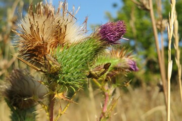 Thistle flowers in the meadow in autumn, closeup