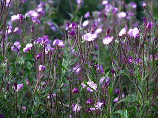 pink-purple flowers of the cypress flower bloom in late summer