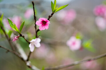 Close-up image of a cherry blossom branch