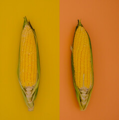 Fresh yellow corn from the fields is placed on the kitchen floor.