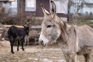 Naklejka na ściany i meble Domestic donkey stands close-up outdoor in a corral at a farm in winter