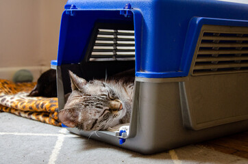 close up on a tabby cat face sleeping inside a pet carrier