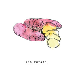 Watercolor sketch illustration