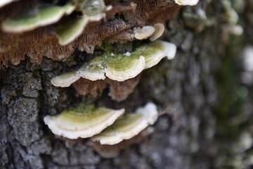 funghi