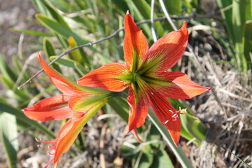 Religação Natureza