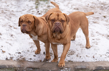 Couple of red french mastiffs stand outdoor with snow on the ground in winter