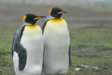 Fototapeta na wymiar The King penguin (Aptenodytes patagonicus)