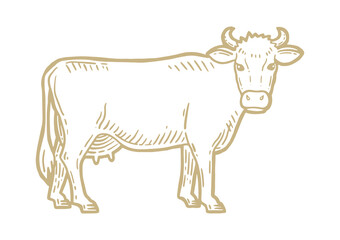 Farm animal. Cow sketch. Hand drawn. Vintage style. Vector illustration
