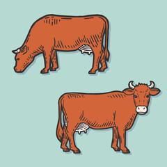 Set of cows. Farm animal. Hand drawn sketch. Vintage style. Color vector illustration.