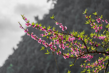 a group of purple flowers on a tree