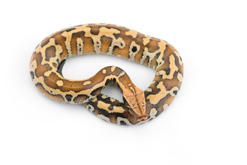 Sumatran Short Tail Python isolated on white background
