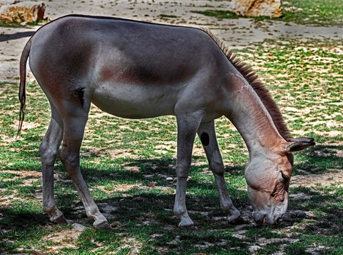 Kulan or asian wild donkey on the lawn. Latin name - Equus hemionus	