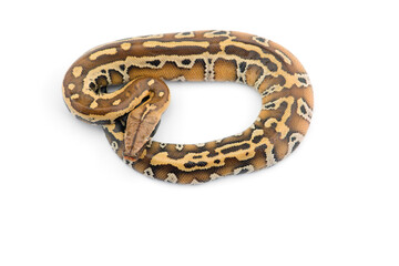 Sumatran Short Tail Python isolated on white background