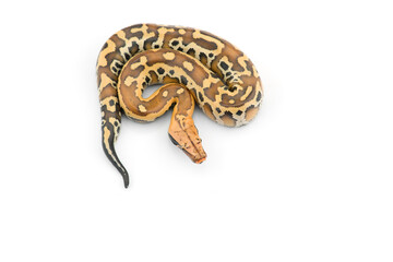 Sumatran Short Tail Python isolated on white background