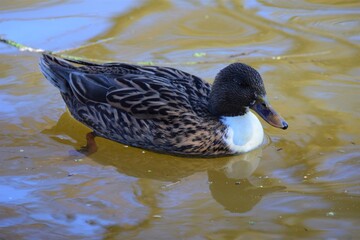 Female mallard duck swims on a lake