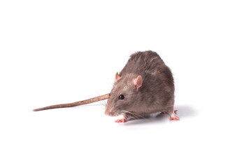 A brown wild breed rat on a white background in the studio sniffs something on the floor