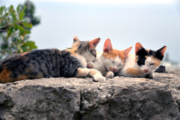 Tricolor kittens relax after playing on a rock in the park in the summer against the background of the sea. Animals. Rest.