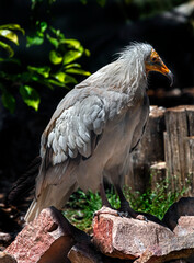 Egyptian vulture on the stone. Latin name - Neophron percnopterus